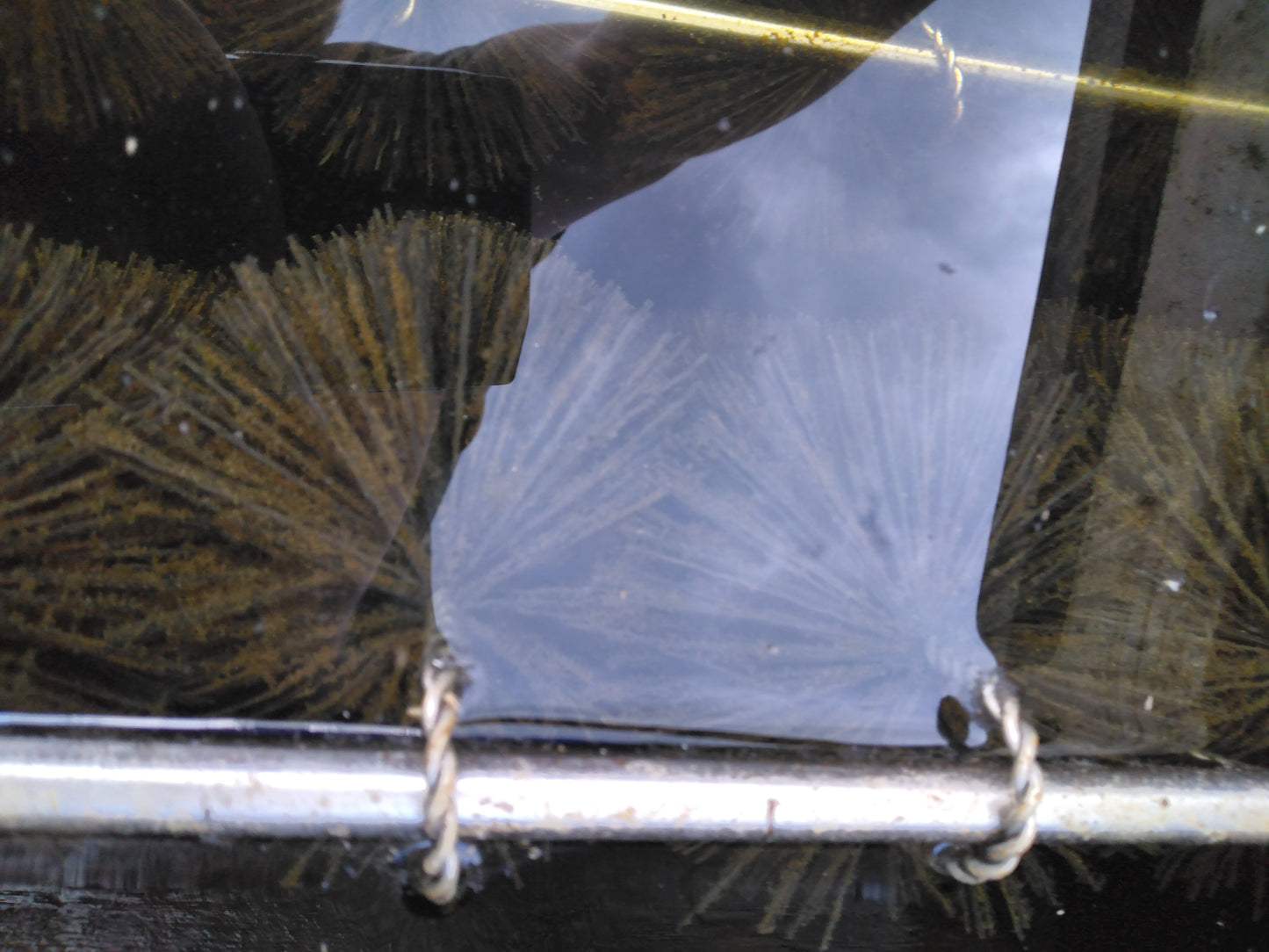 Filterbürste Ø10 cm x 67 cm – Effektive mechanische und biologische Filterung