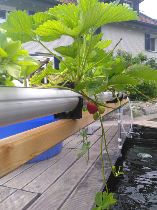 NFT-Rinne 8.5 × 5.5 × 100 cm – Doppelwandige Rinne für Aquaponik & Hydroponik