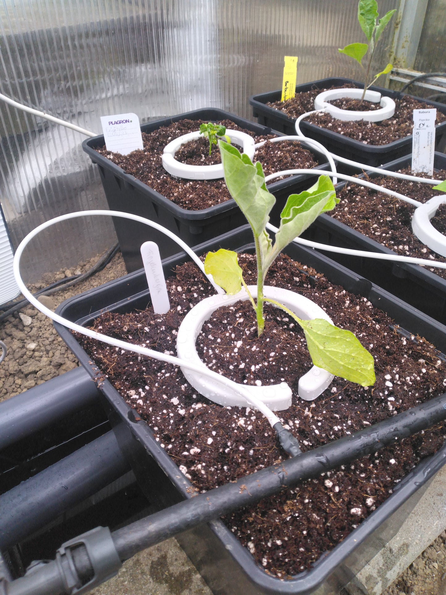 Netbow 12cm Tropfbewässerungssystem