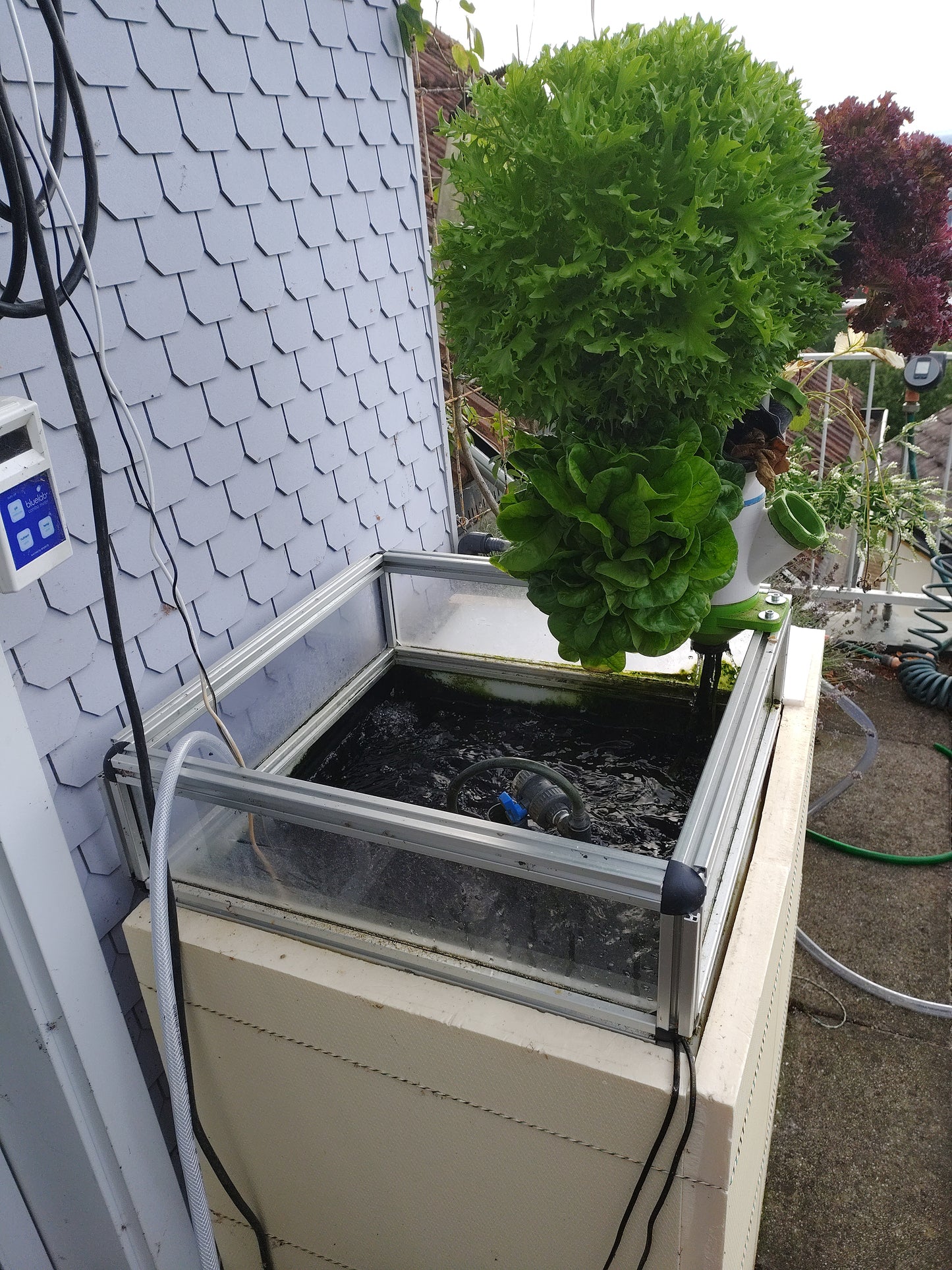 Karpfen im Balkon- und Aufzuchtsystem in perfektem Wasser