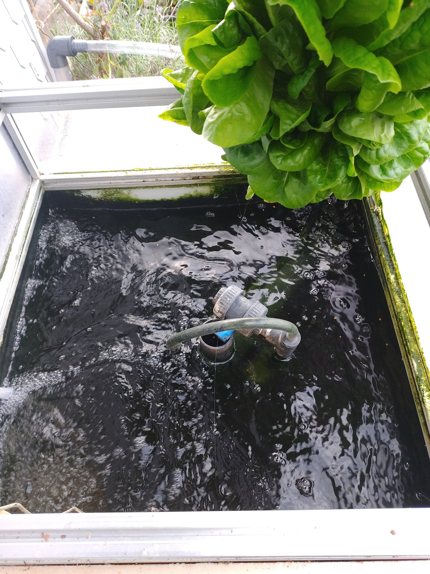 Schnelle Schatten der Spiegelkarpfen im Balkonsystem