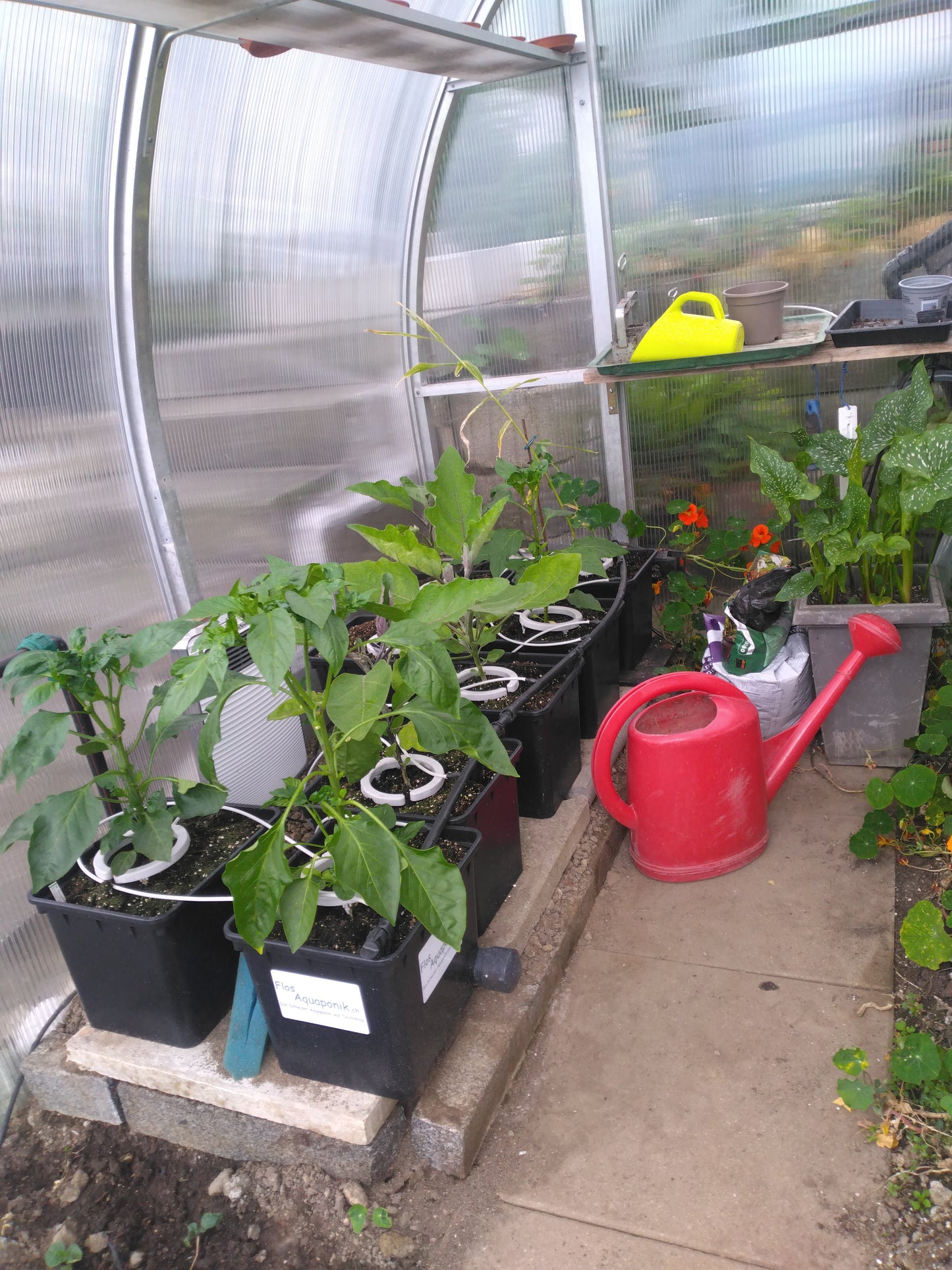 Bato Bucket – Hydrobehälter 11 l für Aquaponik & Gewächshausanbau