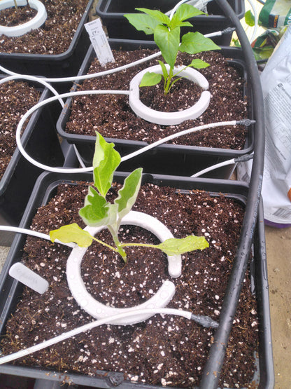 Bato Bucket – Hydrobehälter 11 l für Aquaponik & Gewächshausanbau