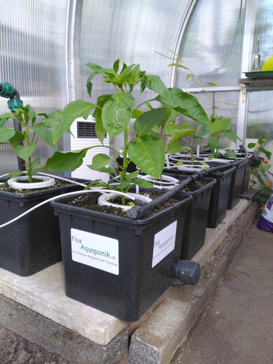 Bato Bucket – Hydrobehälter 11 l für Aquaponik & Gewächshausanbau